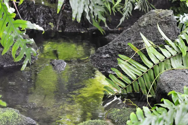 Yeşil eğreltiotu yaprakları