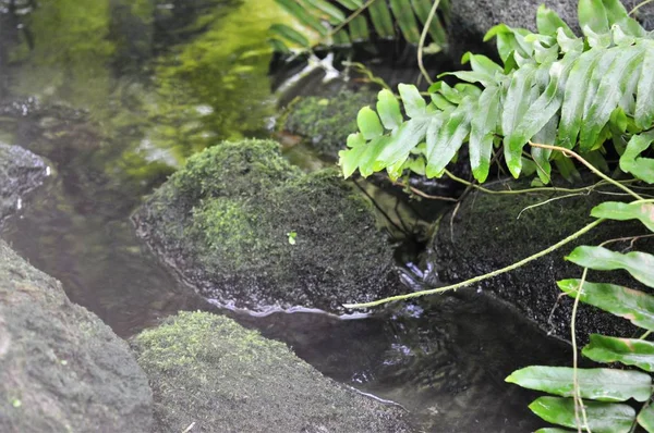 Yeşil eğreltiotu yaprakları