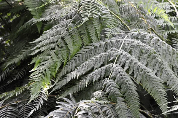 Fronds de fougère verte — Photo