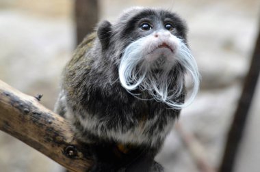 Emperor Tamarin