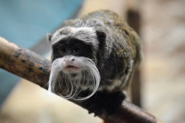 Emperor Tamarin