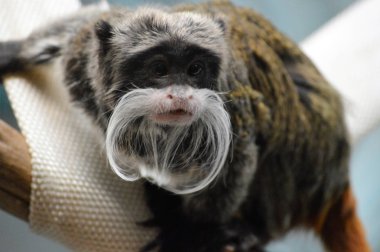 Emperor Tamarin