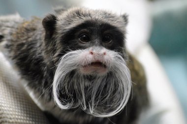Emperor Tamarin