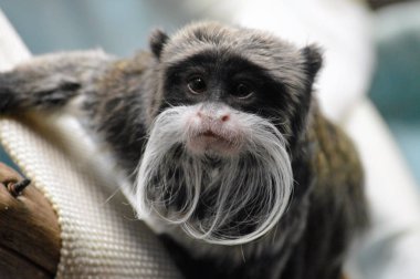 Emperor Tamarin