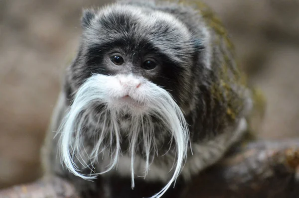 Emperor Tamarin — Stok fotoğraf