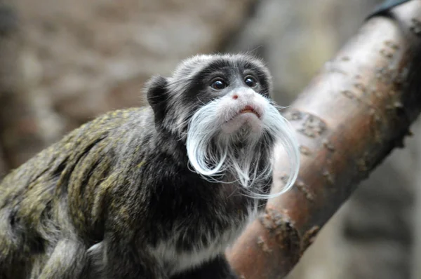 Un emperador Tamarin — Foto de Stock