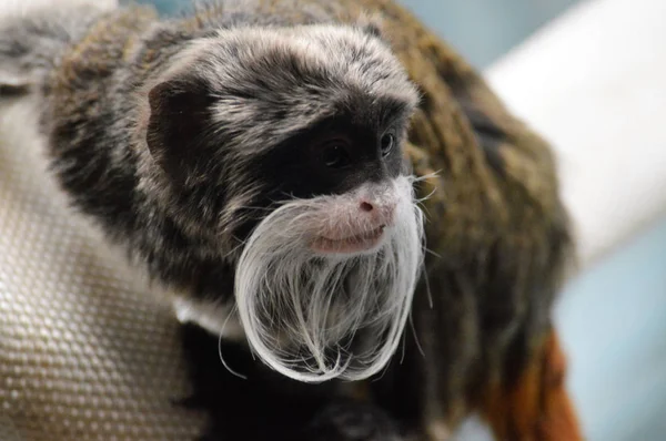 Un emperador Tamarin — Foto de Stock