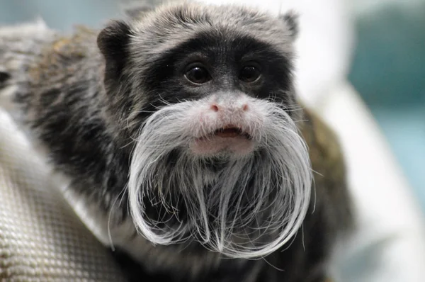 Un emperador Tamarin — Foto de Stock