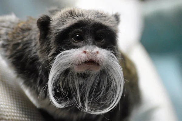 Un emperador Tamarin — Foto de Stock