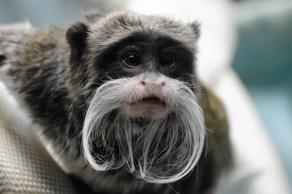 An Emperor Tamarin — Stock Photo, Image