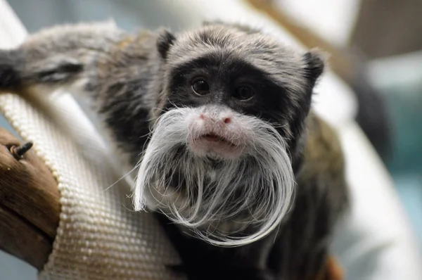 Un emperador Tamarin — Foto de Stock