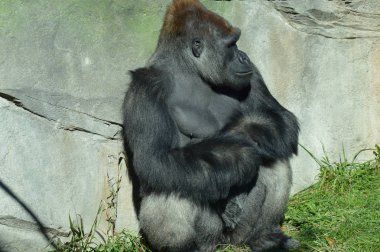 Batı ovasındaki goril.