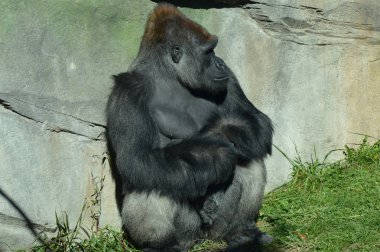 Batı ovasındaki goril.