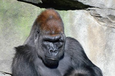 Batı ovasındaki goril.