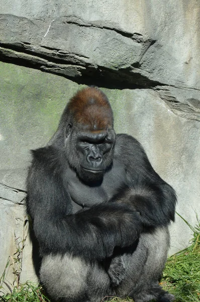 Westlicher Flachlandgorilla — Stockfoto