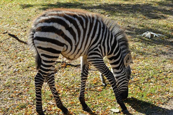 Een Zebra uit grazen — Stockfoto