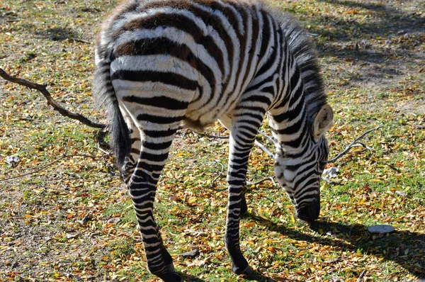 Een Zebra uit grazen — Stockfoto