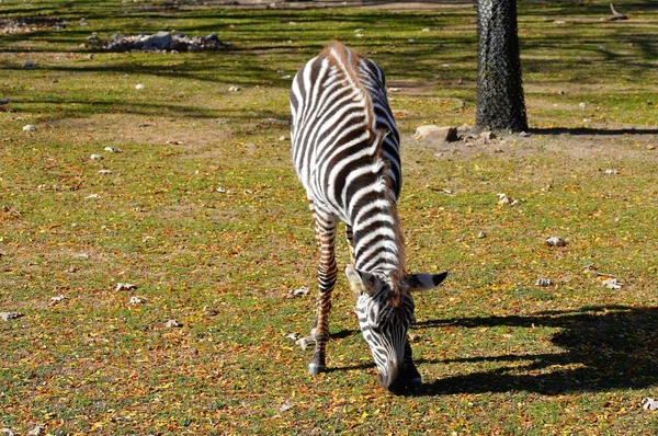 Ein Zebra weidet — Stockfoto