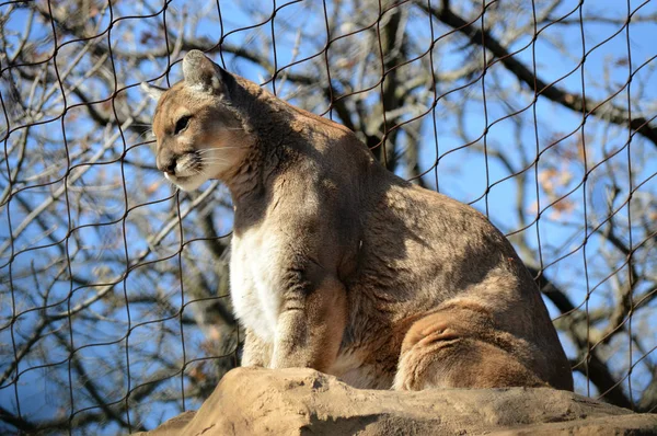 Puma på en sten — Stockfoto