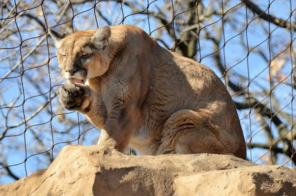 Puma på en sten — Stockfoto