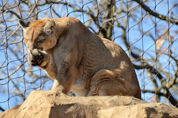 Puma su una roccia — Foto Stock