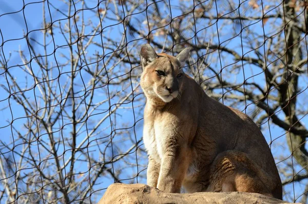 Puma bir kayanın üzerinde — Stok fotoğraf