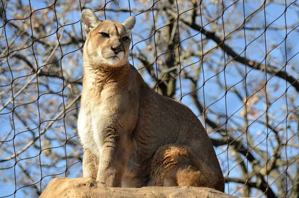 एक खडक वर पुमा — स्टॉक फोटो, इमेज