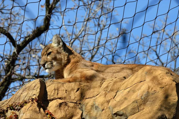 Puma σε βράχο — Φωτογραφία Αρχείου