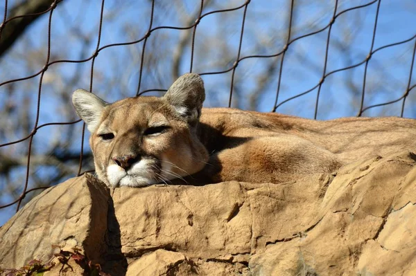 Puma en una roca — Foto de Stock