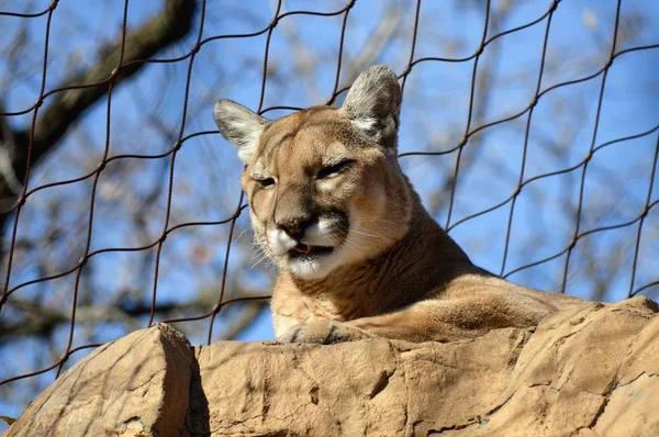 Puma en una roca — Foto de Stock