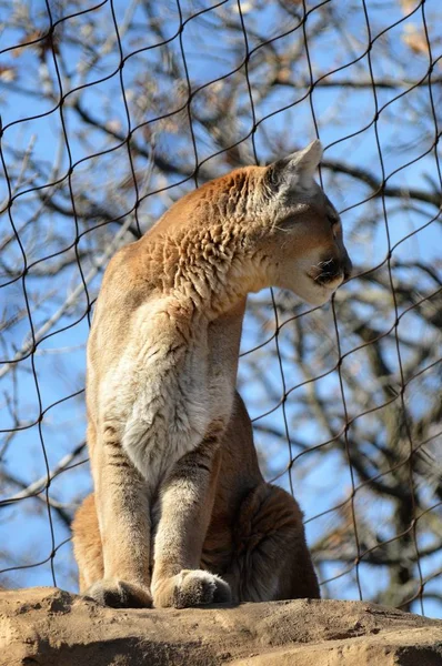 Puma em uma rocha — Fotografia de Stock