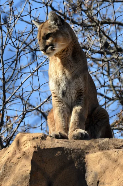 Puma en una roca —  Fotos de Stock