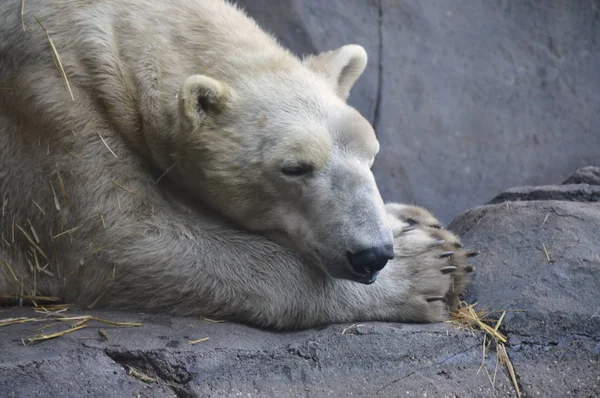 북극곰 — 스톡 사진