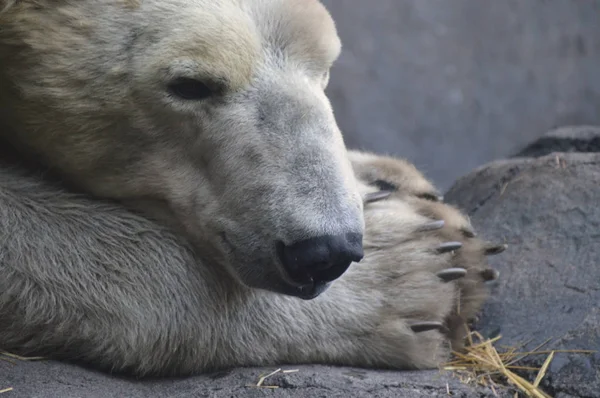 Un oso polar — Foto de Stock