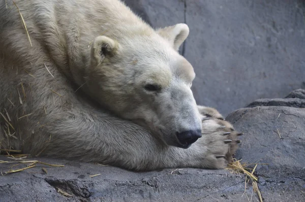 Un oso polar — Foto de Stock