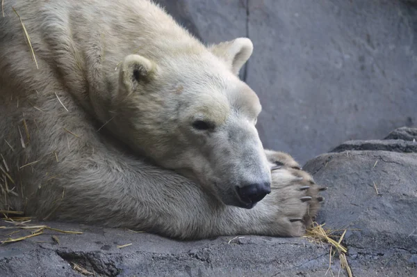 Білий ведмідь — стокове фото