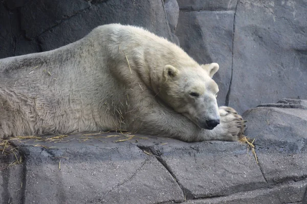 Un oso polar — Foto de Stock