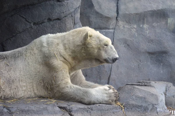 Un orso polare — Foto Stock