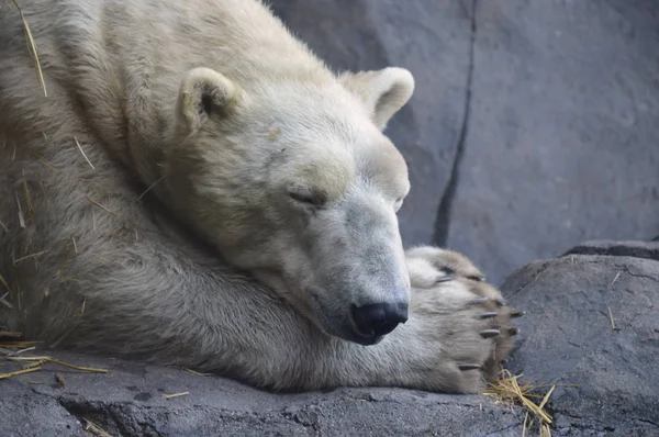 Um urso polar — Fotografia de Stock