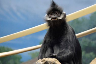 Francois Langur maymun