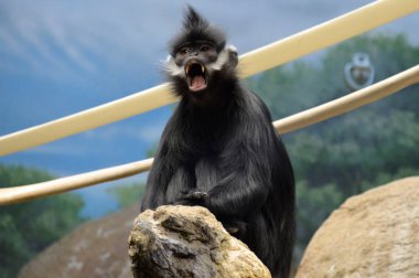 Francois Langur maymun
