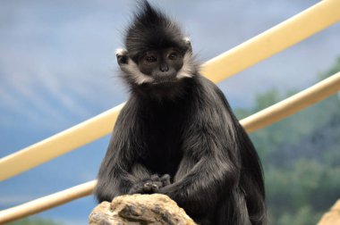 Francois Langur maymun
