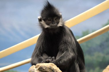 Francois Langur maymun