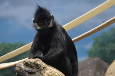 Francois Langur maymun