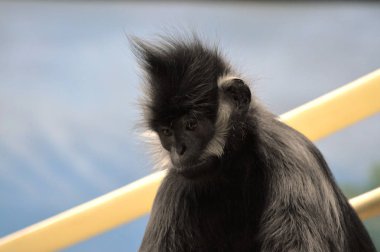 Francois Langur maymun