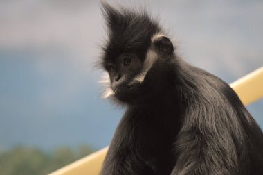 Francois Langur maymun