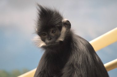 Francois Langur maymun