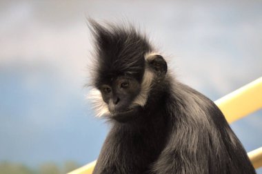 Francois Langur maymun