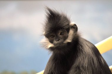 Francois Langur maymun