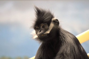 Francois Langur maymun
